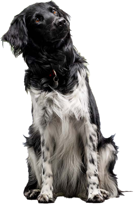 Hund