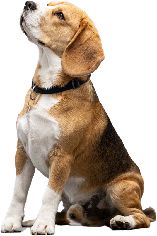 Hund